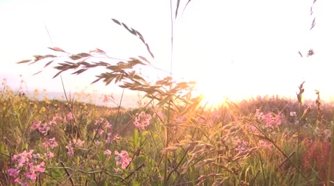 Grass Sunshine Stock Footage 51023834