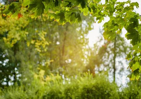 Grass on sunshine light Stock Photos