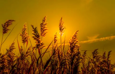 Grass with sunshine. Stock Photos