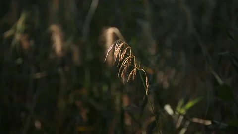 Grass in a sunspot Stock Footage 230923591