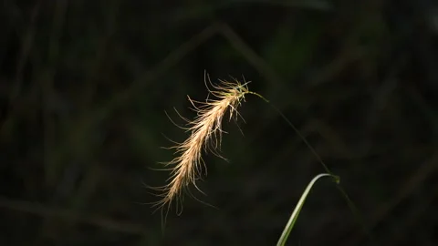 Grass in a sunspot Stock Footage 230923626