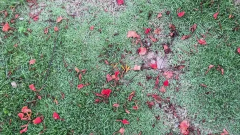 Grass surface with dried flowers and petals Stock Footage 313475990
