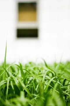 Grass, surface level view Stock Photos