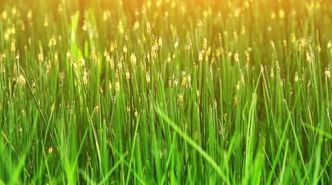 Grass in the swamp. Stock Footage 11817458