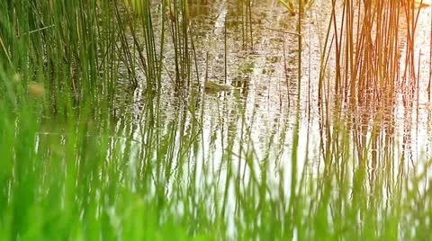 Grass in the swamp. Stock Footage 11817523