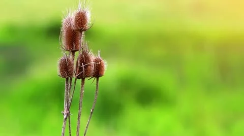 Grass in the swamp. Stock Footage 11817558