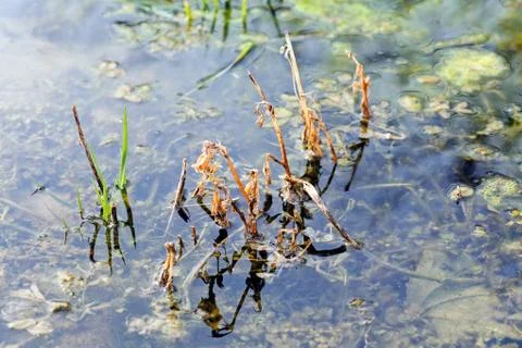 Grass in the swamp Stock Photos