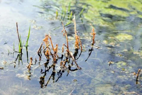 Grass in the swamp Stock Photos