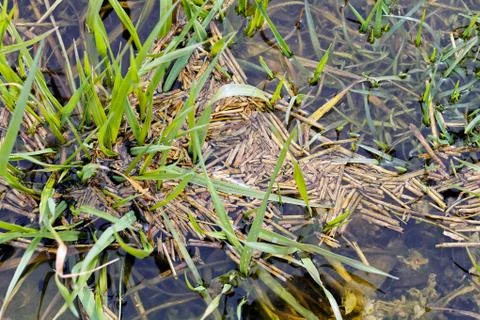Grass in the swamp Stock Photos