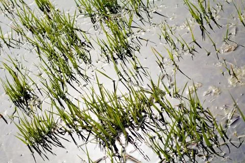 Grass in the swamp Stock Photos