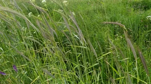 Grass sway on wind. Wild grass sway from wind on nature sky. Stock Footage 155361068