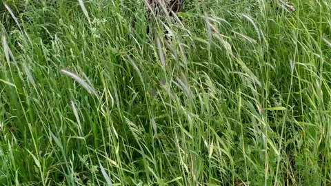 Grass sway on wind. Wild grass sway from wind on nature sky Stock Footage 162894485