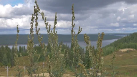 The grass swayed in the wind Stock Footage 81014561