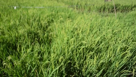 The grass swayed in the wind Stock Footage 282274847