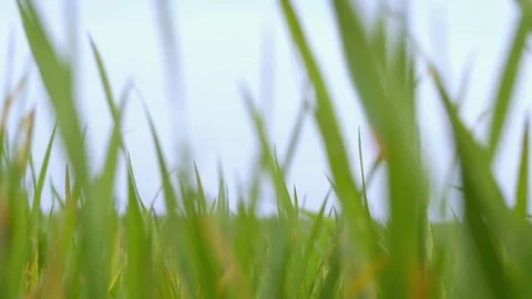 The grass swayed from the wind. Grass against the sky. Video stock 75030853