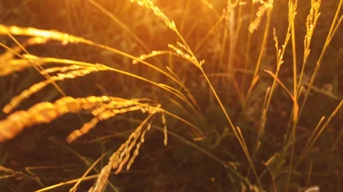 Grass swayed in the wind in the rays of the setting sun Stock Footage 90717472