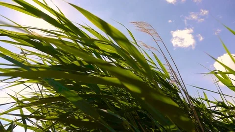 The grass swayed by the wind. Slow motion. Stock Footage