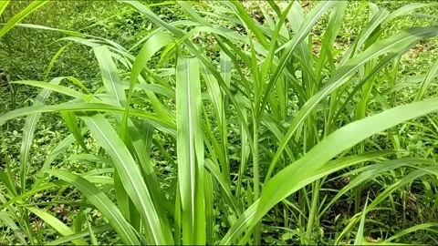 The grass swayed in the wind in slow motion. Stock Footage 293417893