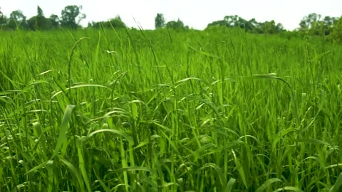 Grass swaying against the blue sky and green grass in the village. Summer in Stock Footage 132997171