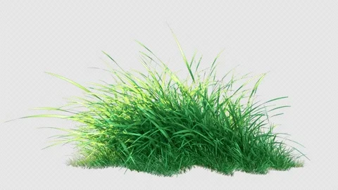 Grass Swaying on Alpha Loop Video stock 287439806