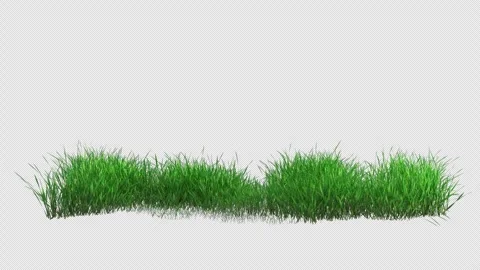 Grass Swaying on Alpha Loop Stock Footage 301781089
