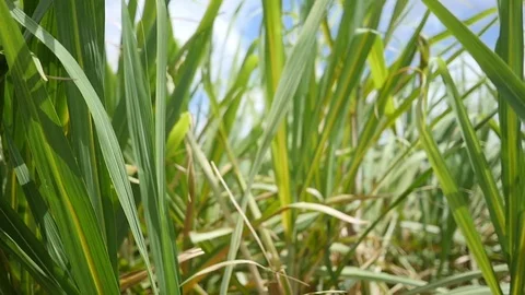Grass Swaying in Breeze Closeup Stock Footage 77766451