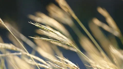 Grass swaying in the breeze. Stock Footage 52219748