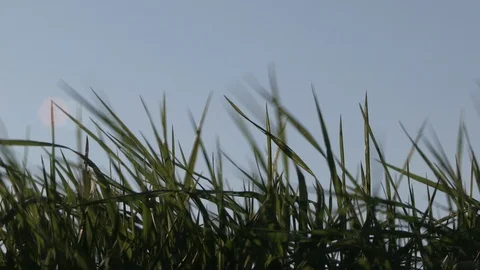 Grass Swaying in Breeze Stock Footage 126643789
