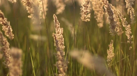 Grass swaying in the breeze at sunset Stock Footage 67461476
