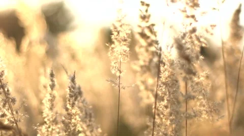 Grass swaying in the breeze at sunset Stock Footage 67461477