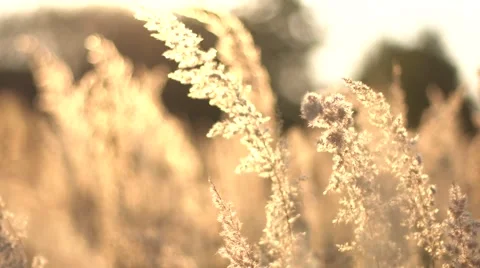 Grass swaying in the breeze at sunset 스톡 동영상 67461478