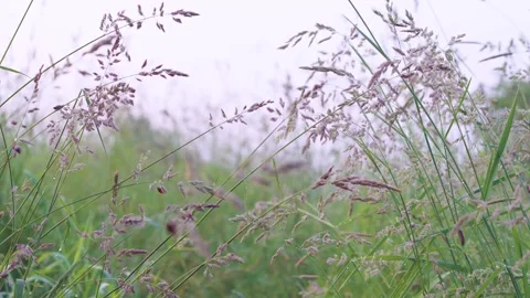 Grass swaying in calm natural environment with serene sky and soft light, close- Stock Footage 341880653
