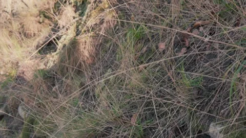 Grass swaying on the cliffside Stock Footage 304824150