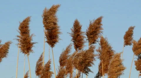 Grass Swaying Stock Footage 660341