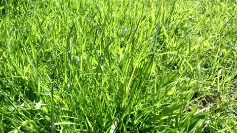 The grass is swaying. Video stock 132648025