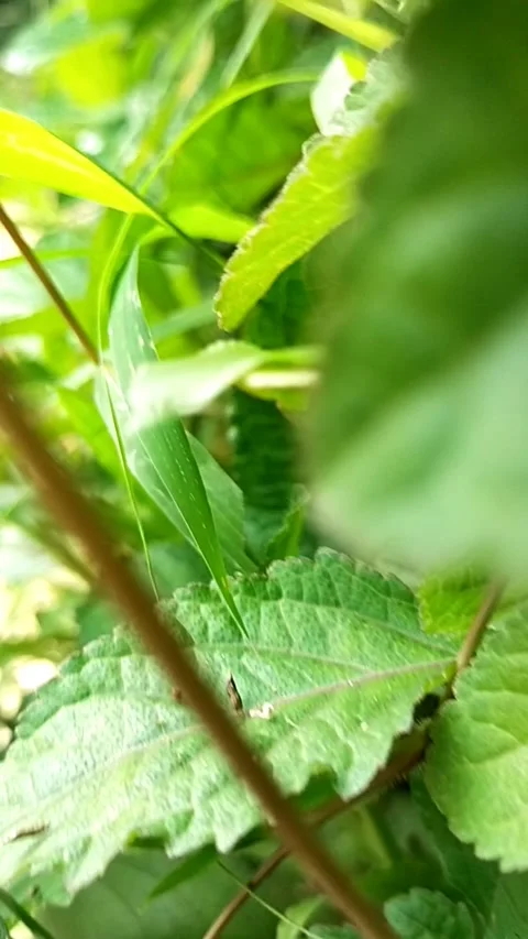 The grass is swaying Stock Footage 219848349