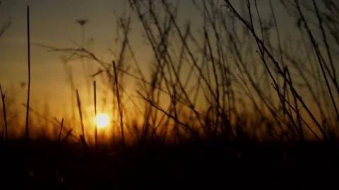 Grass swaying in front of a large sunset Stock Footage 172246222