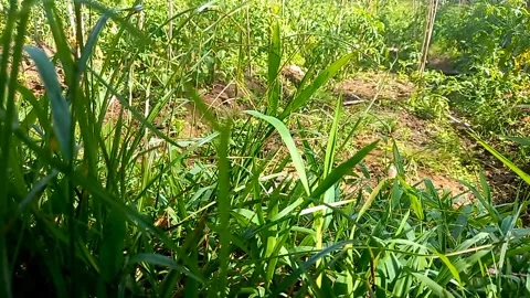 Grass Swaying Gently in the Wind on a Sunny Day 스톡 동영상 343088723