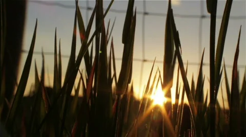 Grass Swaying Infront of Sunset Stock Footage 751642
