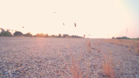 Grass swaying in the light sunset Stock Footage 146352470