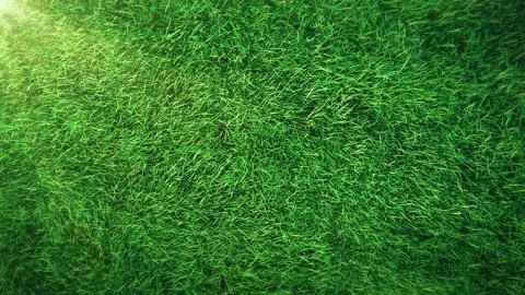 Grass Swaying Loop Stock Footage 144662077