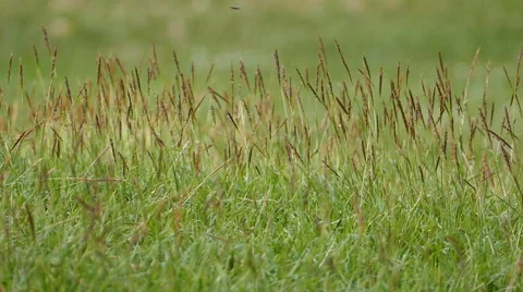 Grass swaying on meadow. Stock-Footage 53642439