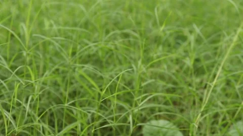 Grass swaying in mild breeze or wind in a garden. Stock Footage 134698261
