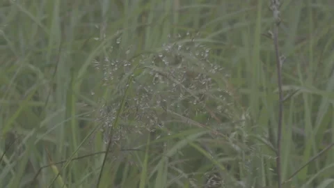 Grass Swaying in Mist on Alpine Meadow Stock-Footage 343664525