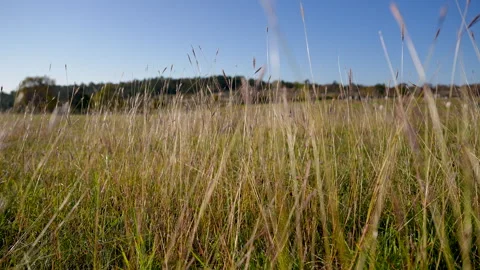 Grass Swaying in an Open Field Video stock 327814371