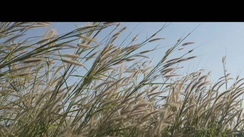 The grass swaying slowly, The wind blows the grass Stock Footage 294751803