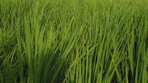 The grass swaying in the strong wind Stock Footage 209119864
