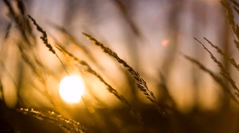 Grass swaying in the sunset Stock Footage 59122189