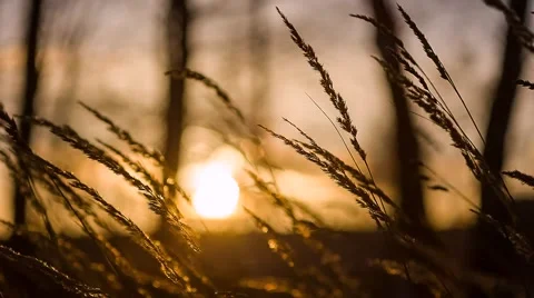 Grass swaying in the sunset Stock Footage 59122193