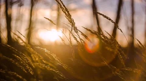 Grass swaying in the sunset Stock Footage 59122209